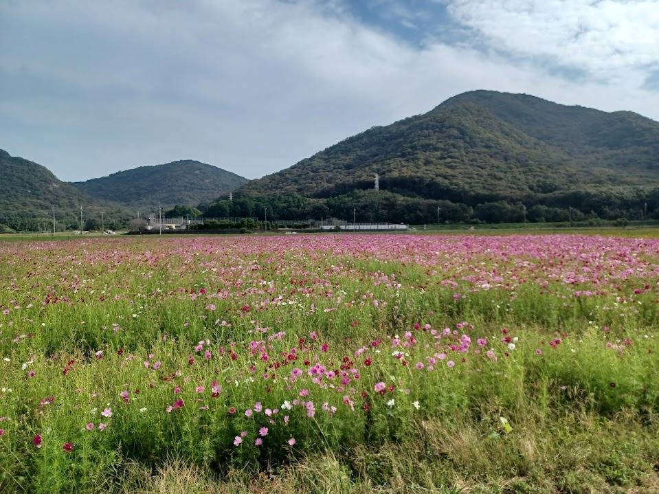 揖保川町馬場のコスモス畑