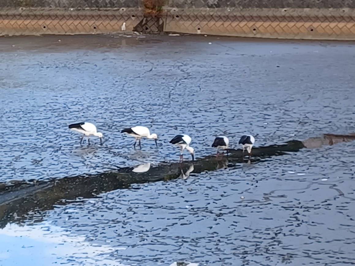 たつの市揖西町に「コウノトリ」