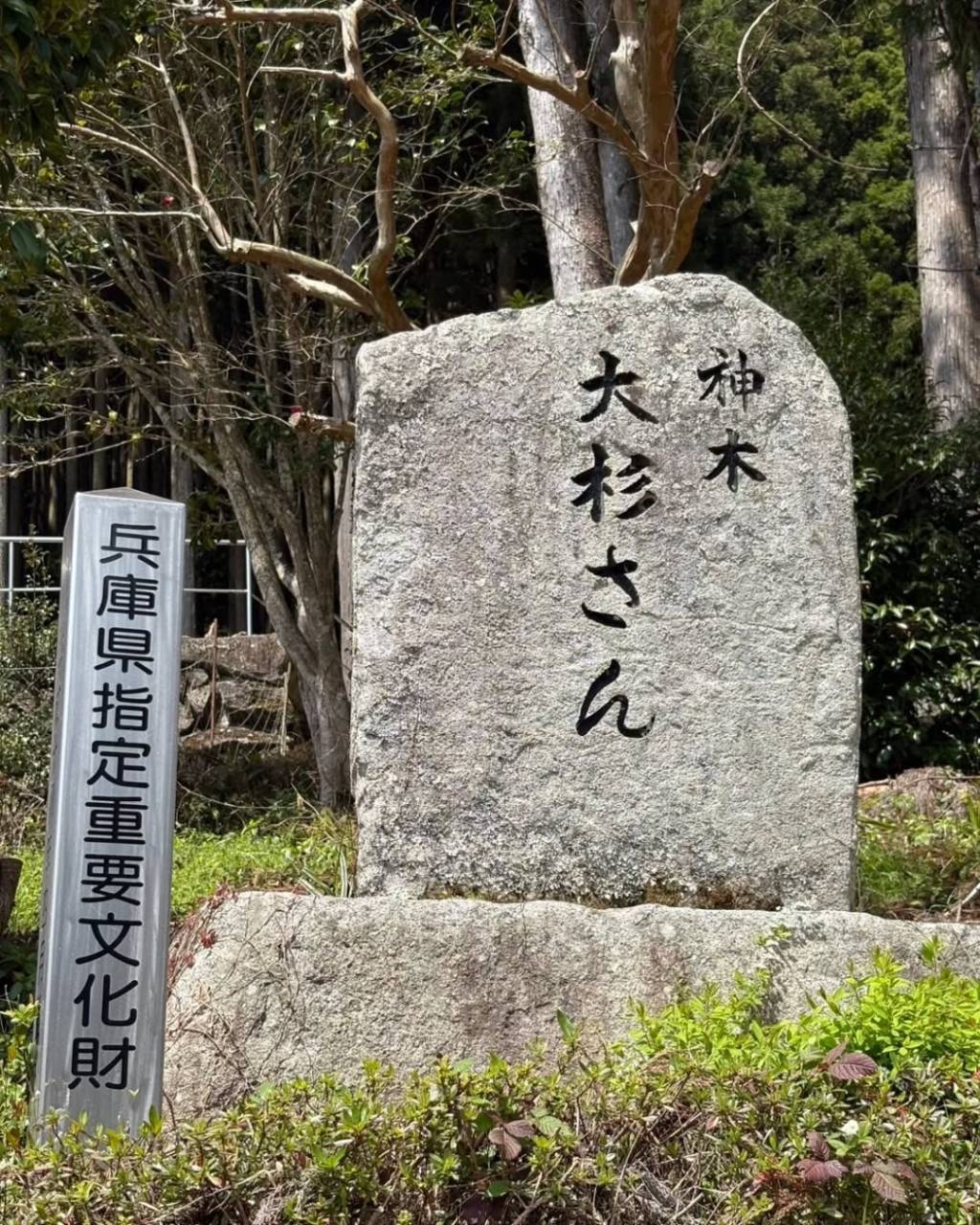 大杉さん(o^―^o)